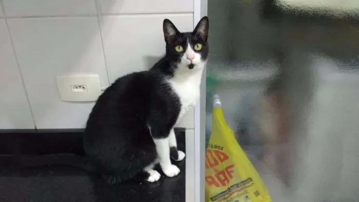 Gato ra a  idade 2 anos nome Tobias