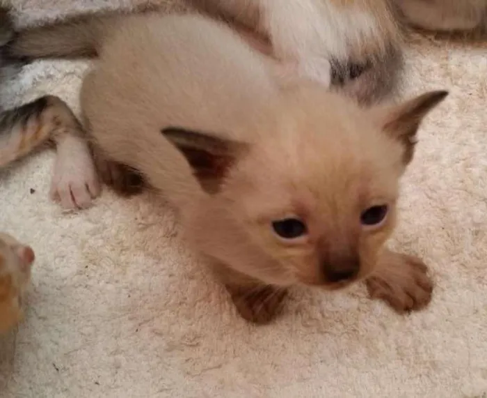 Gato raça Siamês idade Abaixo de 2 meses nome Severina