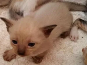 Gato raça Siamês idade Abaixo de 2 meses nome Severina