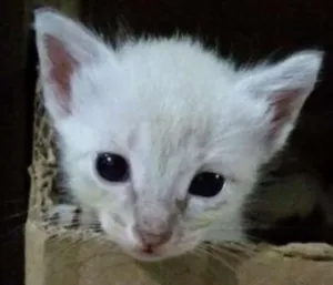Gato raça - idade Abaixo de 2 meses nome Crystal