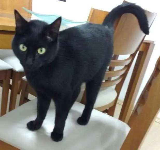 Gato ra a  idade 2 anos nome Bruce