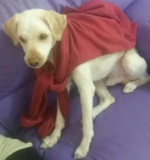 Cachorro raça Vira-lata idade 1 ano nome Nico