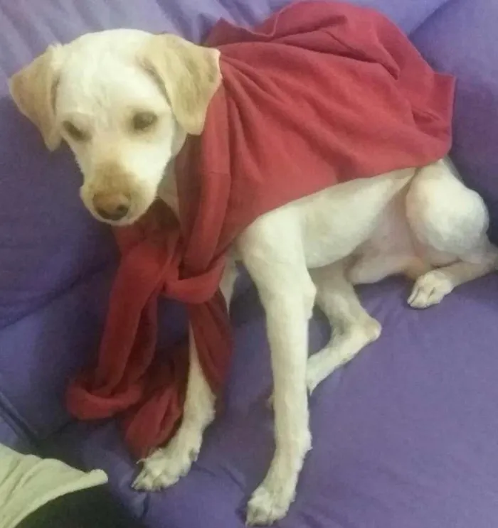 Cachorro ra a Vira-lata idade 1 ano nome Nico