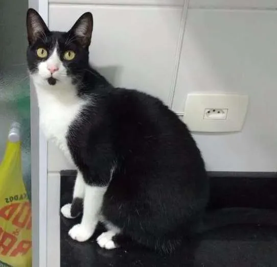 Gato ra a  idade 2 anos nome Tobias