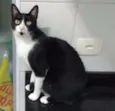 Tobias