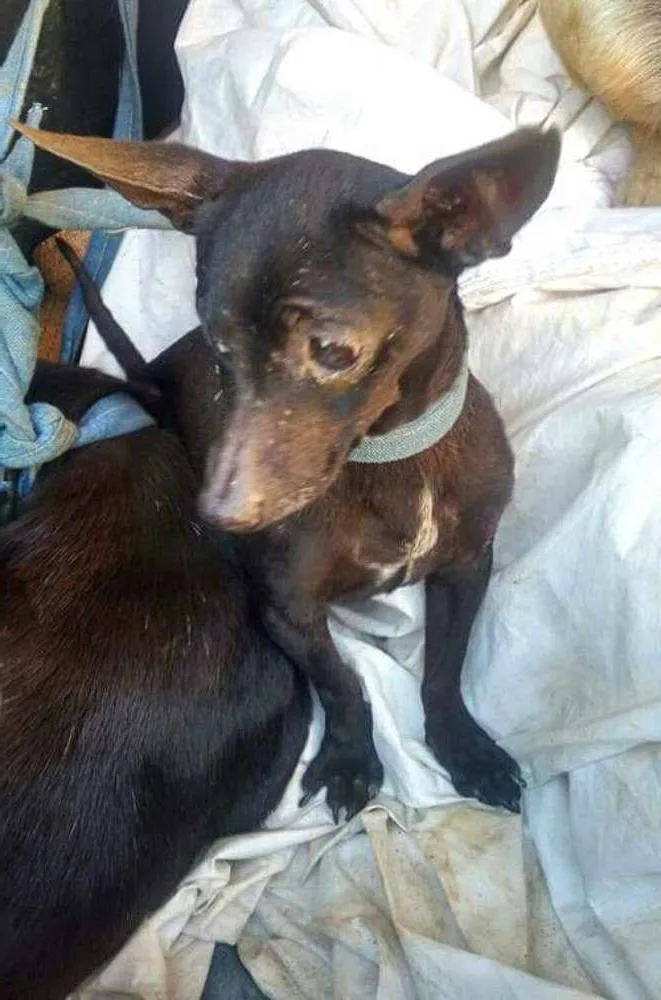 Cachorro ra a SRD idade 1 ano nome Black