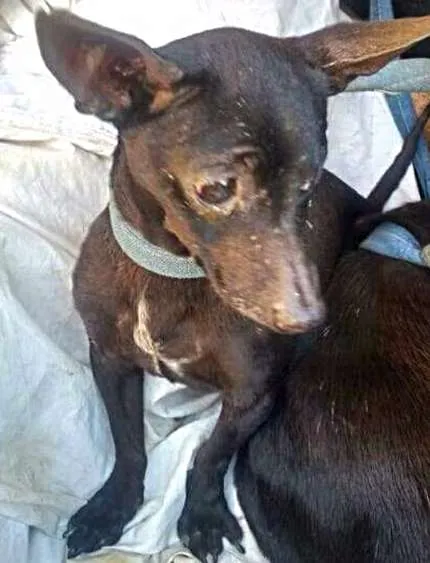 Cachorro ra a SRD idade 1 ano nome Black