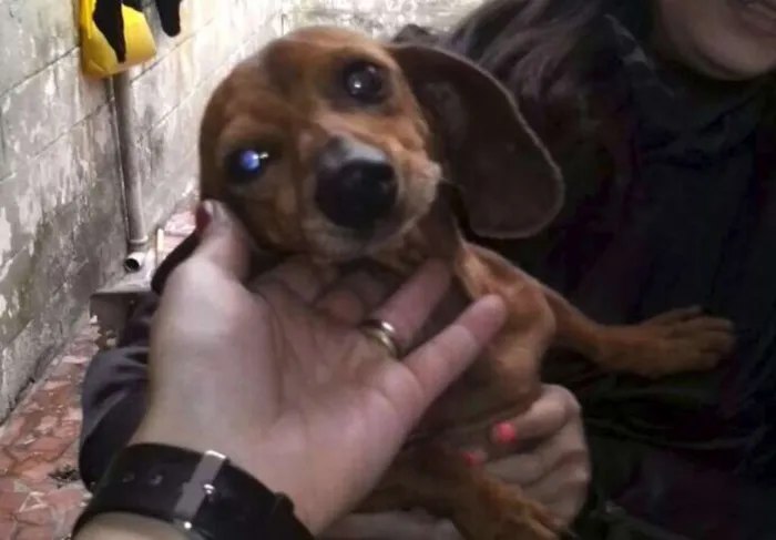 Cachorro ra a SRD idade 3 anos nome Milu