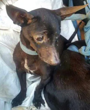 Cachorro raça SRD idade 1 ano nome Black