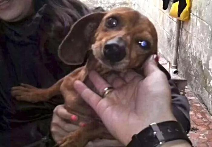 Cachorro ra a SRD idade 3 anos nome Milu