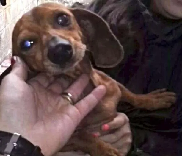 Cachorro ra a SRD idade 3 anos nome Milu