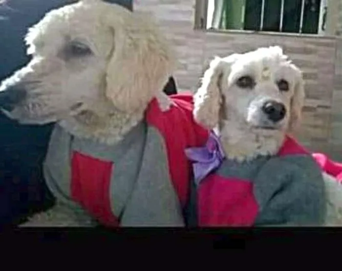 Cachorro ra a SRD idade 2 anos nome Neve e White