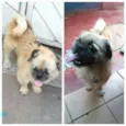 Pitoco