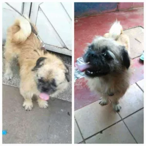 Cachorro raça SRD idade 3 anos nome Pitoco