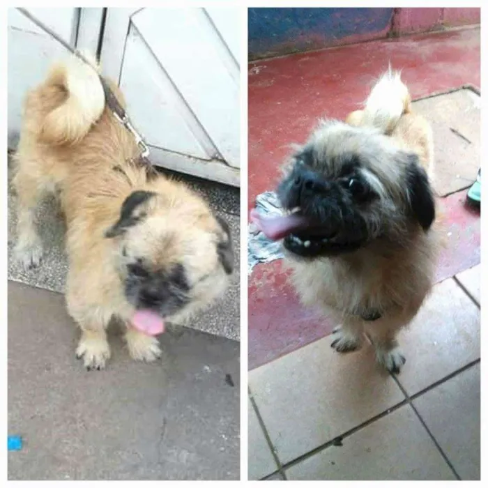 Cachorro ra a SRD idade 3 anos nome Pitoco