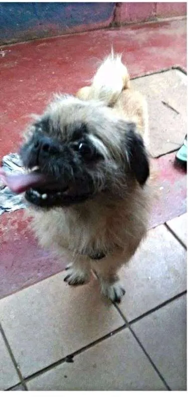 Cachorro ra a SRD idade 3 anos nome Pitoco