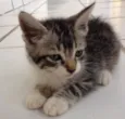 Logan