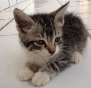Gato raça Vira Lata idade Abaixo de 2 meses nome Logan