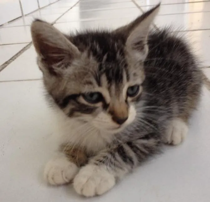 Gato ra a Vira Lata idade Abaixo de 2 meses nome Logan