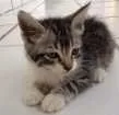 Gato raça Vira Lata idade Abaixo de 2 meses nome Logan