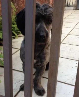 Cachorro raça SRD idade 1 ano nome NÃO TEM