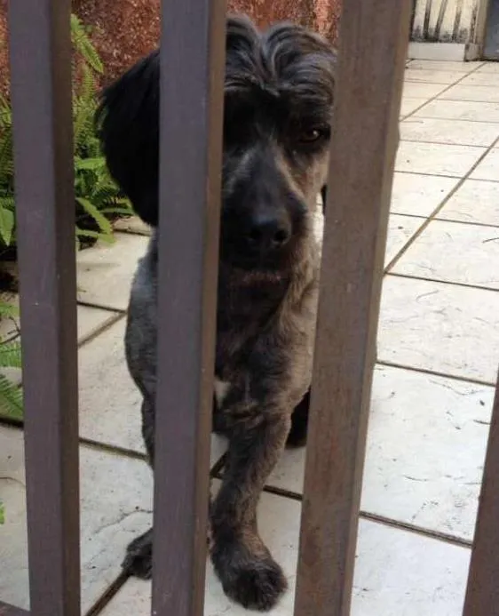 Cachorro ra a SRD idade 1 ano nome NÃO TEM