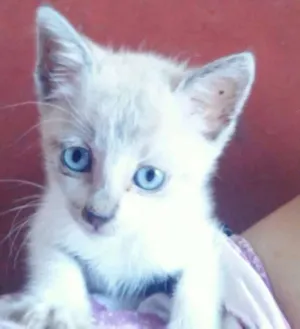 Gato raça Vira-latas idade 2 a 6 meses nome Nutella