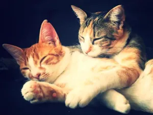Gato raça VIRALATA idade 7 a 11 meses nome OLGA E FLORA