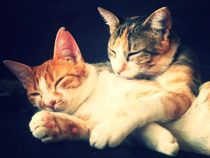 Gato ra a VIRALATA idade 7 a 11 meses nome OLGA E FLORA