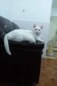 MINGO