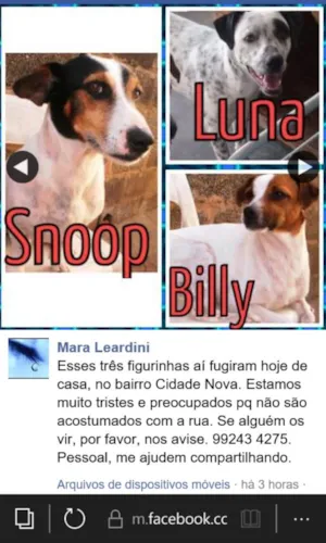 Cachorro raça Vira lata idade 6 ou mais anos nome Billy, Snoop e Luna