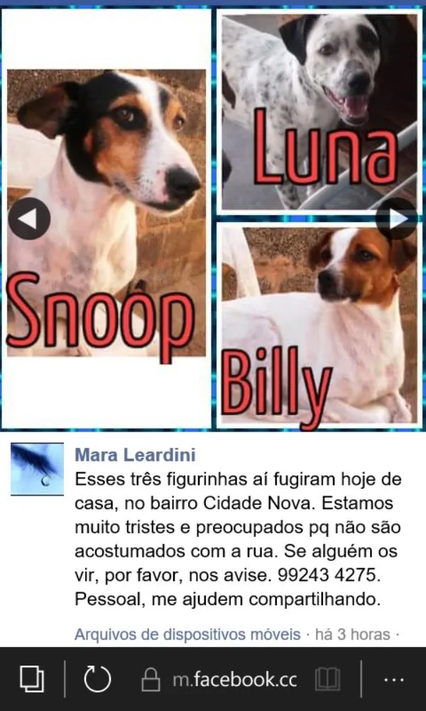 Cachorro ra a Vira lata idade 6 ou mais anos nome Billy, Snoop e Luna