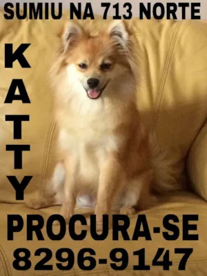 Cachorro raça spitz alemao idade 7 a 11 meses nome katty GRATIFICA