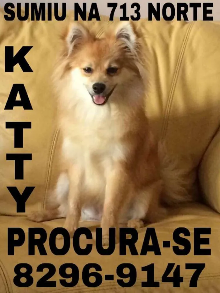 Cachorro ra a spitz alemao idade 7 a 11 meses nome katty GRATIFICA
