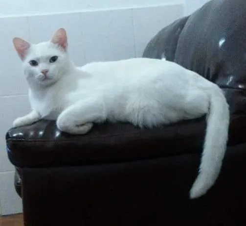 Gato ra a  idade 2 anos nome MINGO