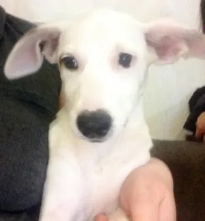 Cachorro raça SRD idade 1 ano nome Bianca e Clover