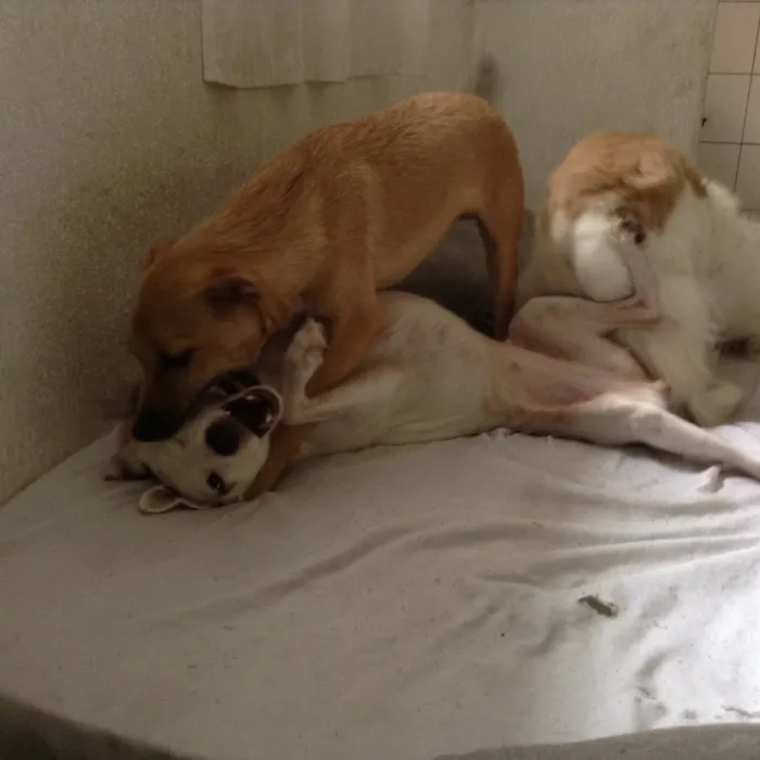 Cachorro ra a SRD idade 1 ano nome Bianca e Clover