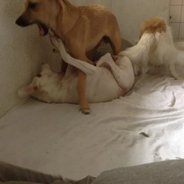 Cachorro ra a SRD idade 1 ano nome Bianca e Clover