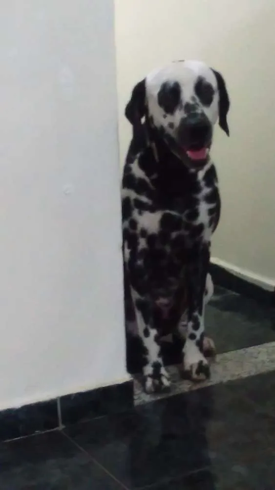 Cachorro ra a Dálmata idade 1 ano nome Thor