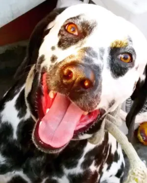 Cachorro raça Dálmata idade 1 ano nome Thor