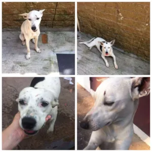 Cachorro raça Vira lata idade  nome Não tem nome