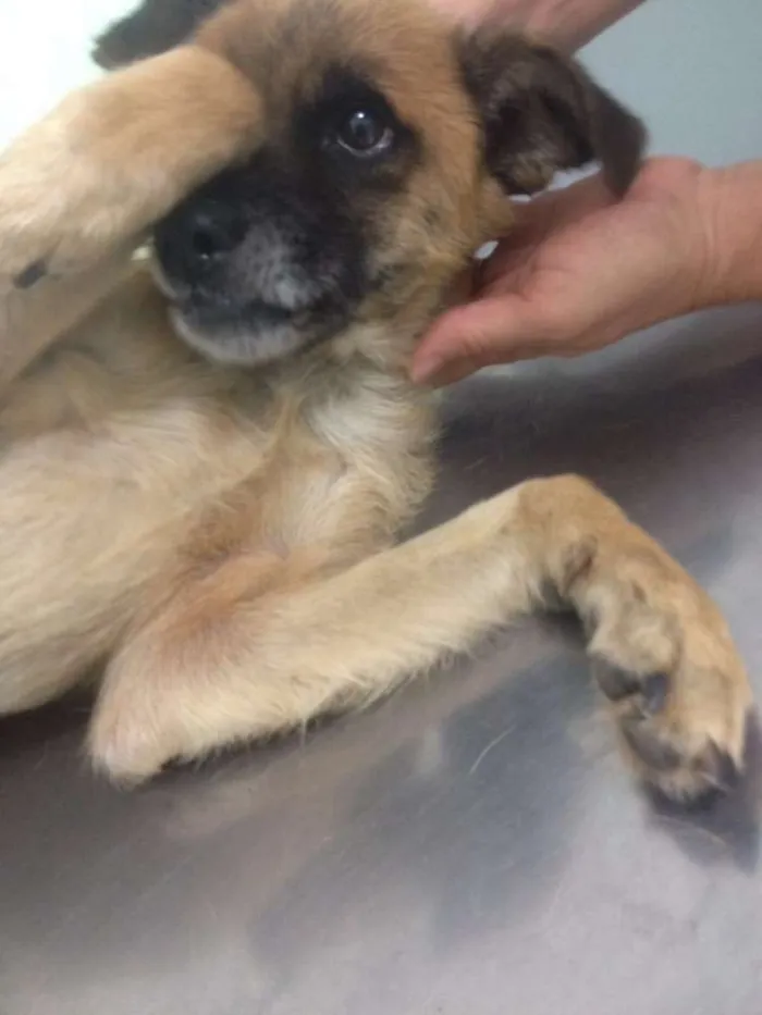 Cachorro raça SRD idade 2 anos nome Dentinho