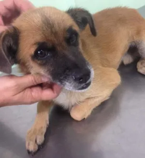 Cachorro raça SRD idade 2 anos nome Dentinho