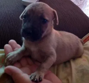 Cachorro raça SRD idade Abaixo de 2 meses nome tigresa