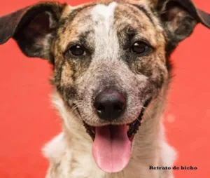 Cachorro raça SRD idade 5 anos nome Chico