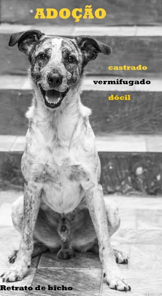 Cachorro ra a SRD idade 5 anos nome Chico