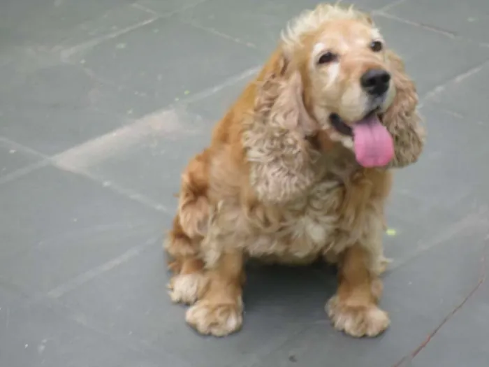 Cachorro ra a Cocker idade 7 a 11 meses nome Flora