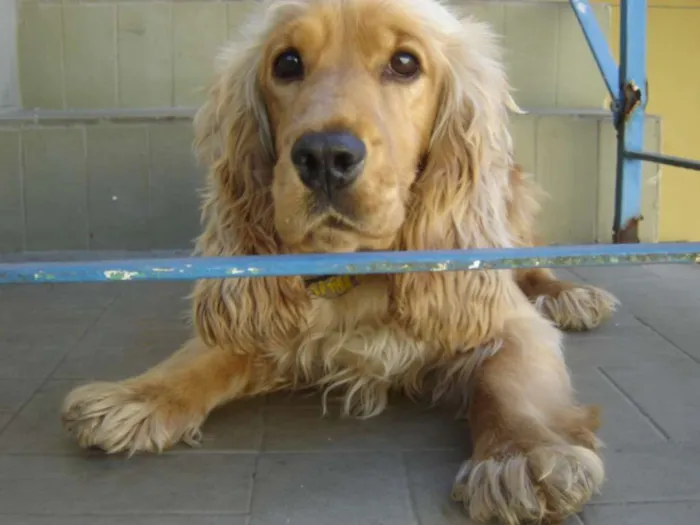 Cachorro ra a Cocker idade 7 a 11 meses nome Flora