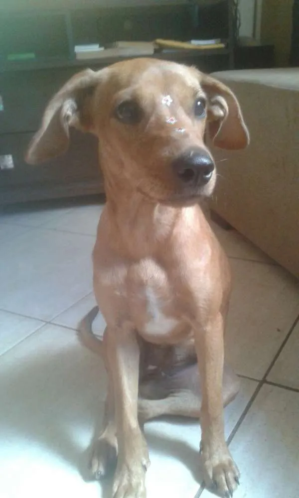 Cachorro ra a vira lata idade 7 a 11 meses nome cindy