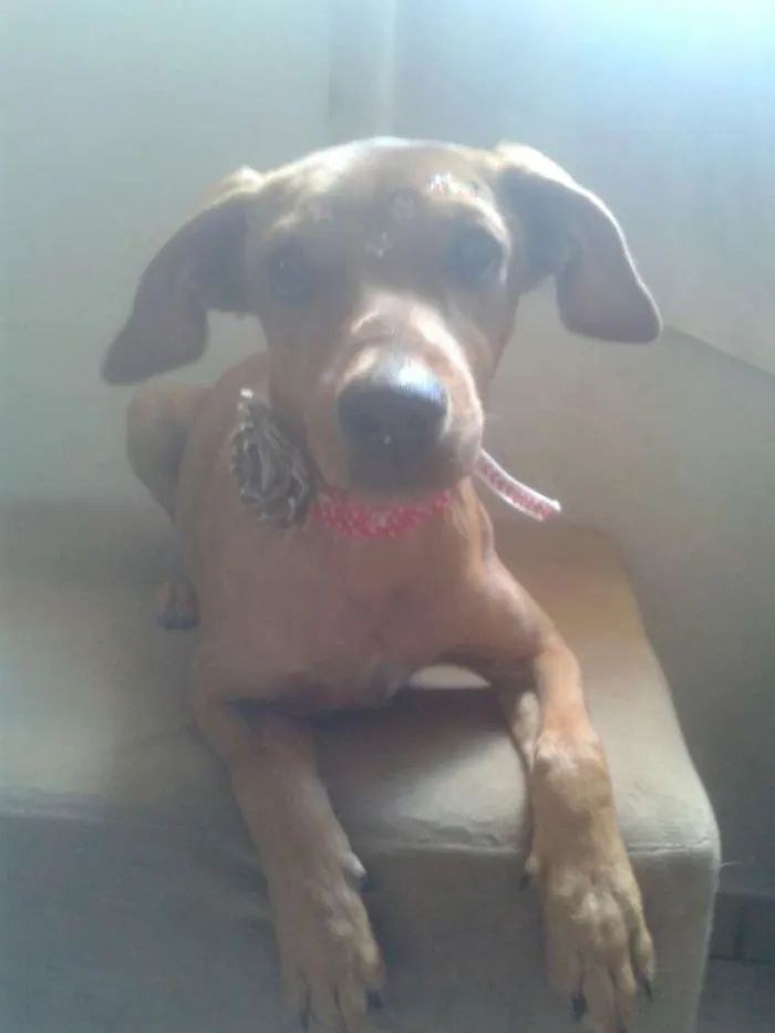 Cachorro ra a vira lata idade 7 a 11 meses nome cindy